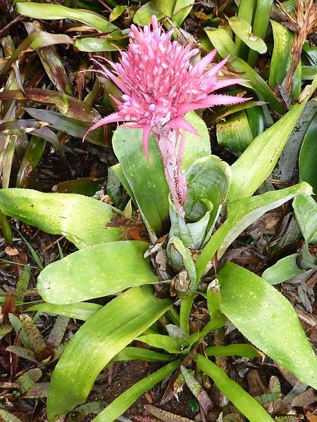 Photo of Urn Plant (Aechmea fasciata) uploaded by robertduval14