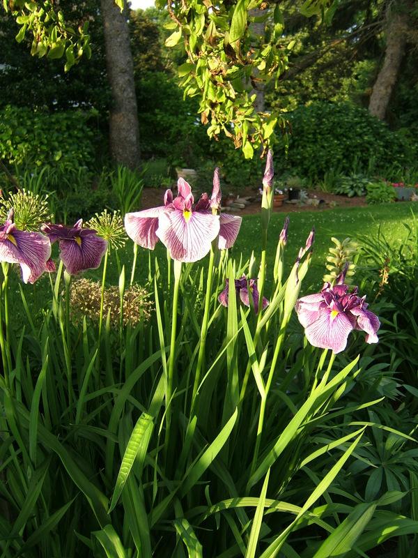 Photo of Japanese Iris (Iris ensata 'Prairie Glory') uploaded by pirl