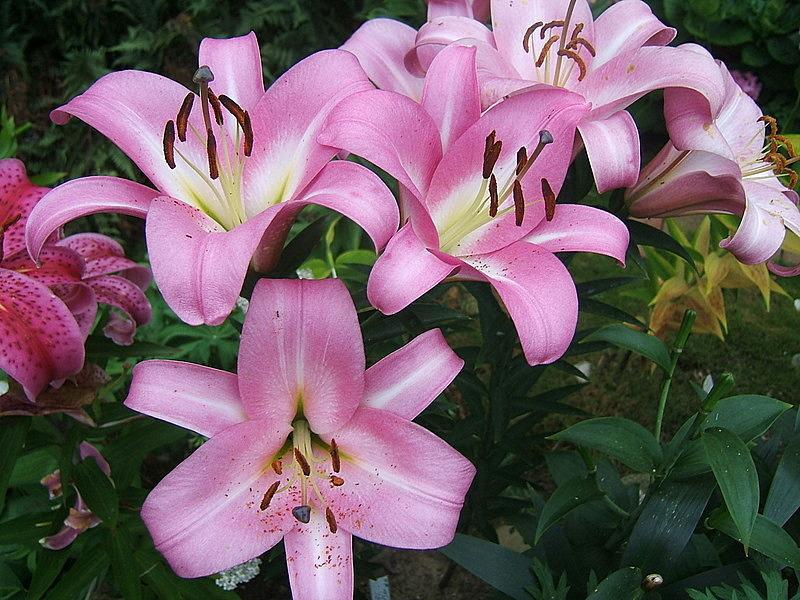 Photo of Lily (Lilium 'Timezone') uploaded by pirl