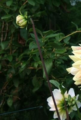 Photo of Dahlia 'Peaches and Cream' uploaded by pirl