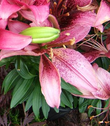 Photo of Lily (Lilium 'Tiny Spider') uploaded by pirl