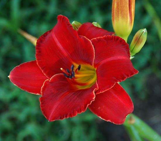 Photo of Daylily (Hemerocallis 'Acquire the Fire') uploaded by shive1