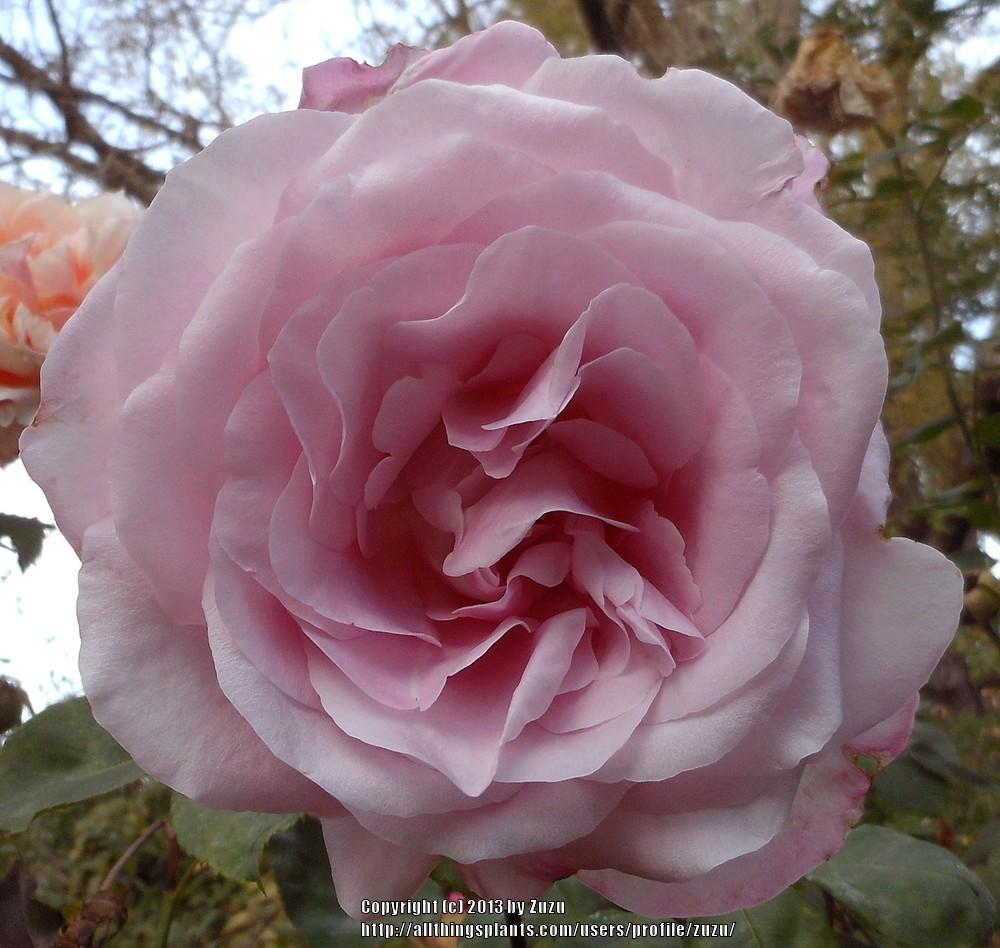 Photo of Rose (Rosa 'Sweet Surrender') uploaded by zuzu