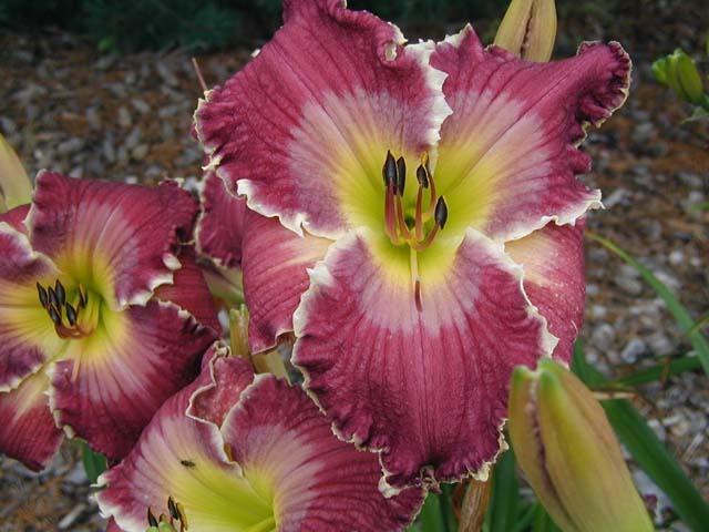 Photo of Daylily (Hemerocallis 'Armed for Battle') uploaded by Calif_Sue
