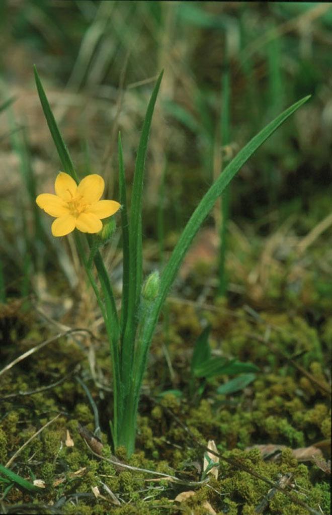 Photo of Eastern Yellow Star Grass (Hypoxis hirsuta) uploaded by SongofJoy