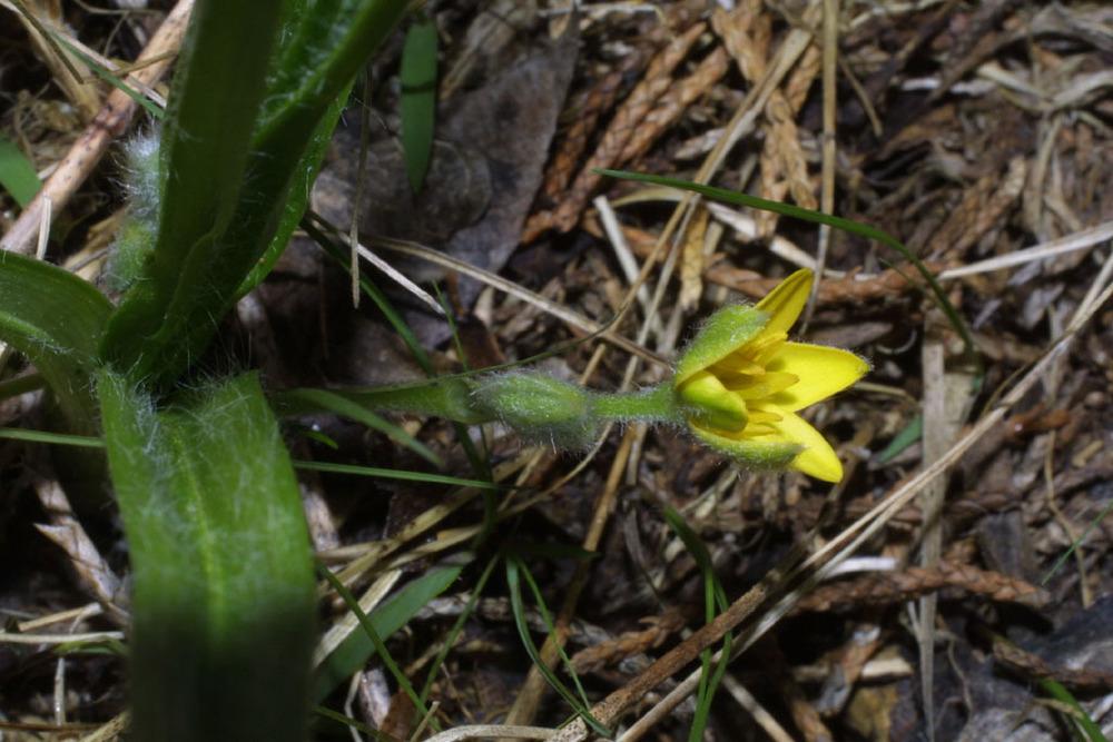 Photo of Eastern Yellow Star Grass (Hypoxis hirsuta) uploaded by SongofJoy