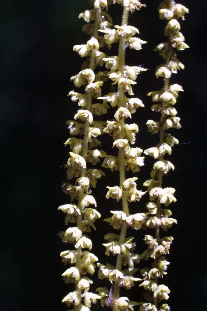 Photo of Yellow Birch (Betula alleghaniensis) uploaded by SongofJoy