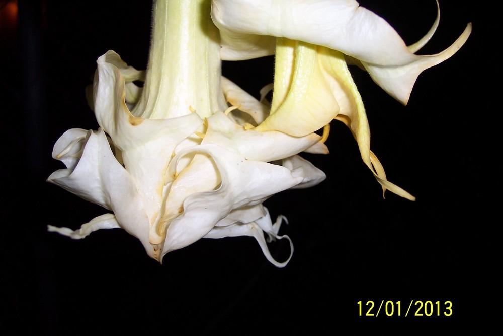 Photo of Angel Trumpet (Brugmansia 'Marshmallow Sunset') uploaded by WilliamByrd