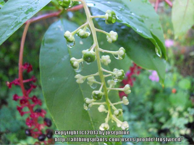 Photo of Pokeweed (Phytolacca americana) uploaded by frostweed