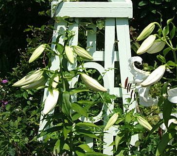 Photo of Oriental Lily (Lilium 'Casa Blanca') uploaded by pirl