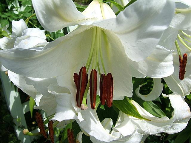 Photo of Oriental Lily (Lilium 'Casa Blanca') uploaded by pirl