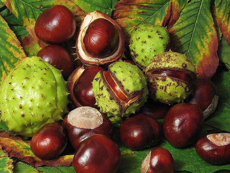 Photo of Horse Chestnut (Aesculus hippocastanum) uploaded by robertduval14