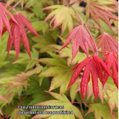 Photo of Shirasawa Maple (Acer shirasawanum Moonrise™) uploaded by vic