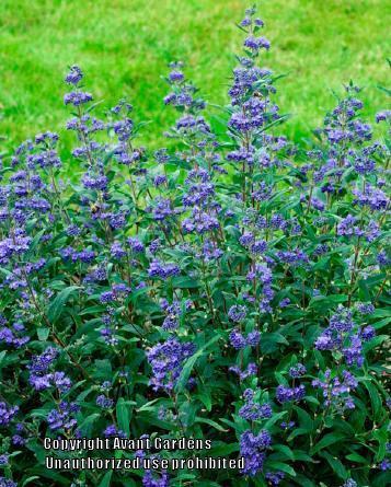 Photo of Bluebeard (Caryopteris x clandonensis 'First Choice') uploaded by vic