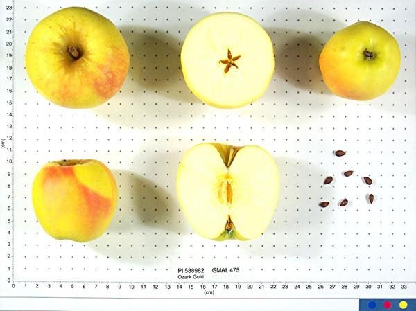 Photo of Apple (Malus domestica 'Ozark Gold') uploaded by vic