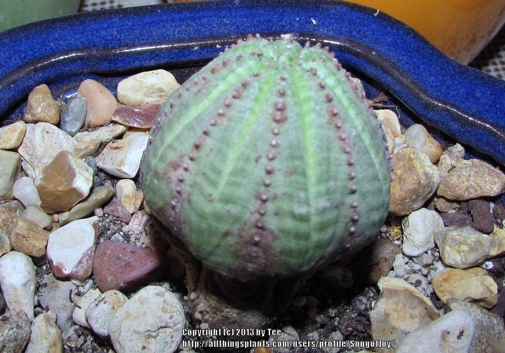 Photo of Baseball Plant (Euphorbia obesa) uploaded by SongofJoy