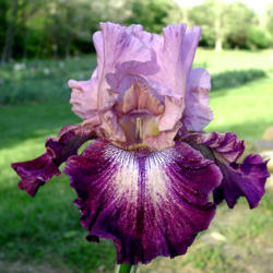 Location: Indiana
Date: 2012-06-01
Tall bearded iris 'Cupid's Arrow'