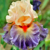 Tall bearded iris 'Undercurrent'