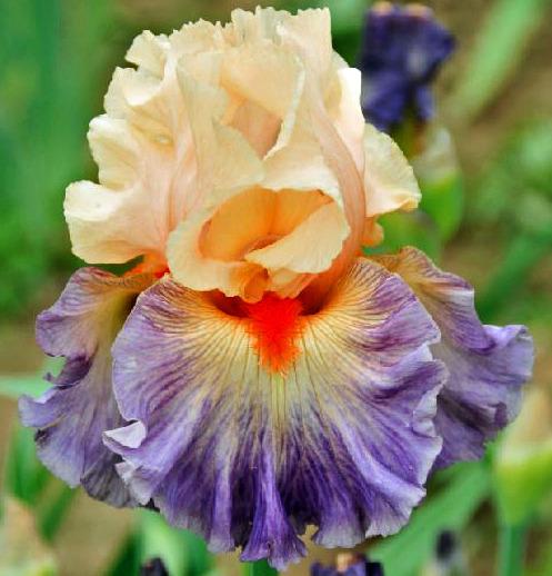 Photo of Tall Bearded Iris (Iris 'Undercurrent') uploaded by diggit