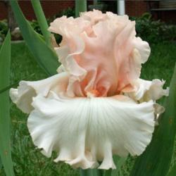 Location: Indiana
Date: May 2013
Tall bearded iris 'Magical'