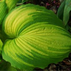 Location: Indiana
Date: late spring 2013
Hosta 'War Paint'