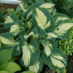 Location: Indiana
Date: early summer
Hosta 'Golden Meadows'