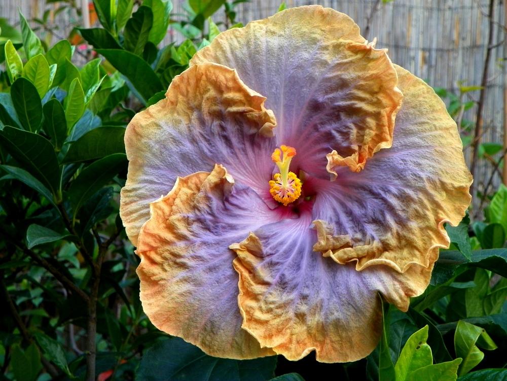 Photo of Tropical Hibiscus (Hibiscus rosa-sinensis 'Creole Lady') uploaded by ikovacs