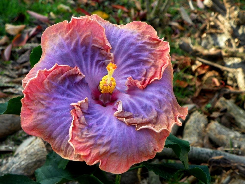 Photo of Tropical Hibiscus (Hibiscus rosa-sinensis 'Creole Lady') uploaded by ikovacs