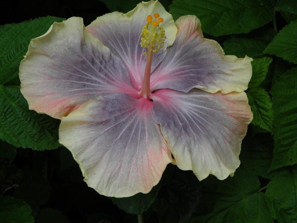 Photo of Tropical Hibiscus (Hibiscus rosa-sinensis 'Barry Schlueter') uploaded by ikovacs