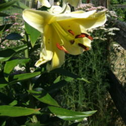 Location: Lily fence - full sun
Date: 2012-0708