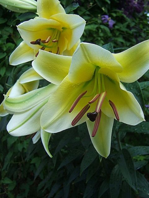 Photo of Lily (Lilium 'Conca d'Or') uploaded by pirl