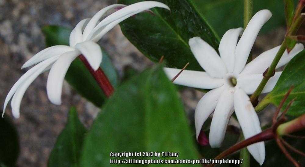 Photo of Star Jasmine (Jasminum laurifolium var. laurifolium) uploaded by purpleinopp