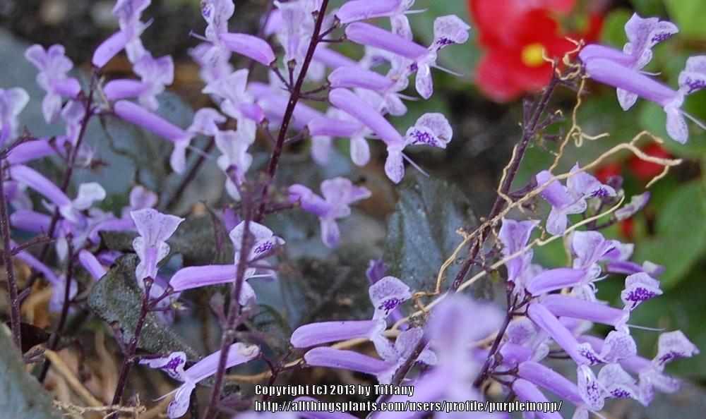 Photo of Spur Flower (Plectranthus Mona Lavender) uploaded by purpleinopp