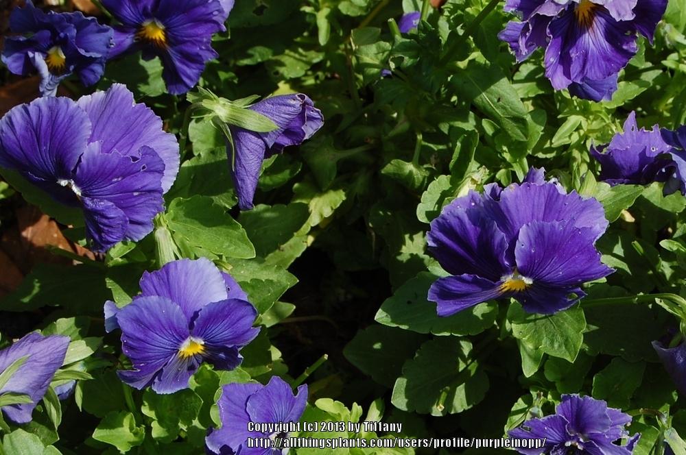 Photo of Violas (Viola) uploaded by purpleinopp