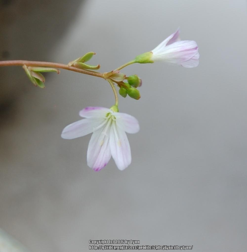 Photo of Littleleaf Minerslettuce (Montia parvifolia) uploaded by valleylynn