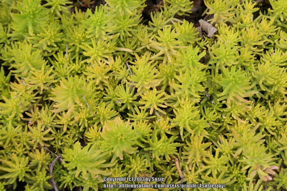 Photo of Sedum (Petrosedum rupestre subsp. rupestre 'Angelina') uploaded by 4susiesjoy