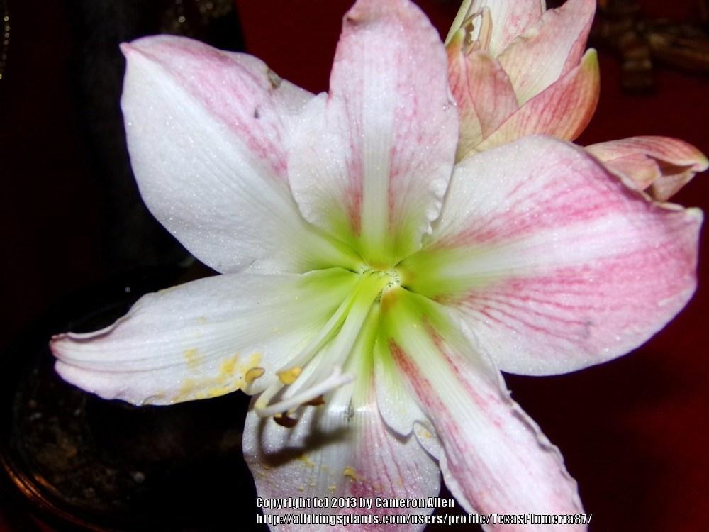 Photo of Amaryllis (Hippeastrum 'Apple Blossom') uploaded by TexasPlumeria87