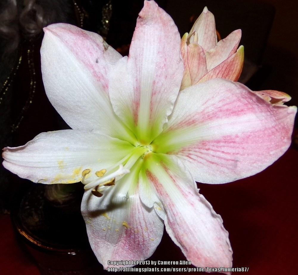 Photo of Amaryllis (Hippeastrum 'Apple Blossom') uploaded by TexasPlumeria87