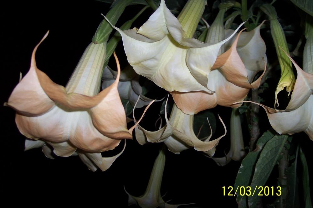 Photo of Angel Trumpet (Brugmansia versicolor 'Peaches and Cream') uploaded by WilliamByrd