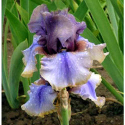 Location: Indiana
Date: 2013 spring
Tall bearded iris 'American Maid'