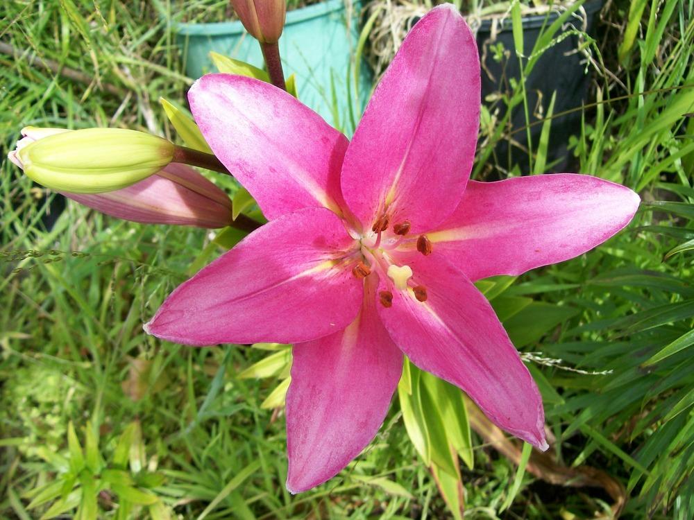 Photo of Lily (Lilium 'Brindisi') uploaded by gwhizz