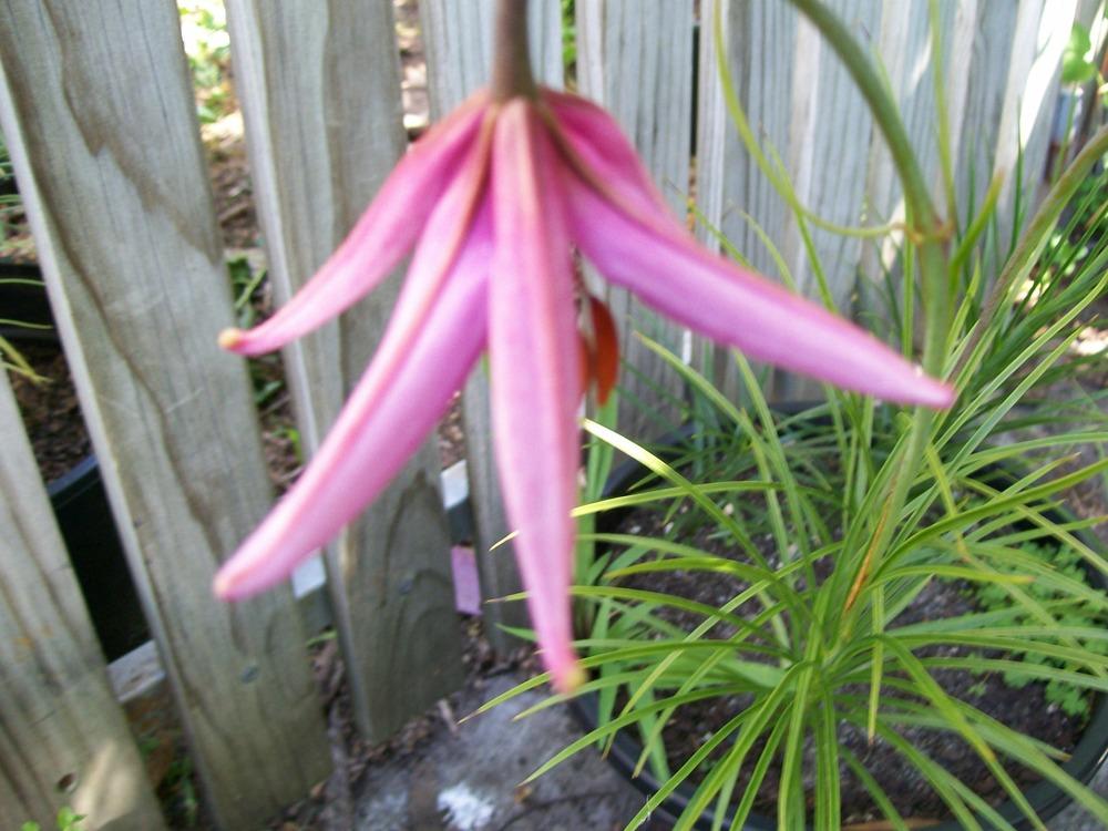 Photo of Lily (Lilium cernuum) uploaded by gwhizz