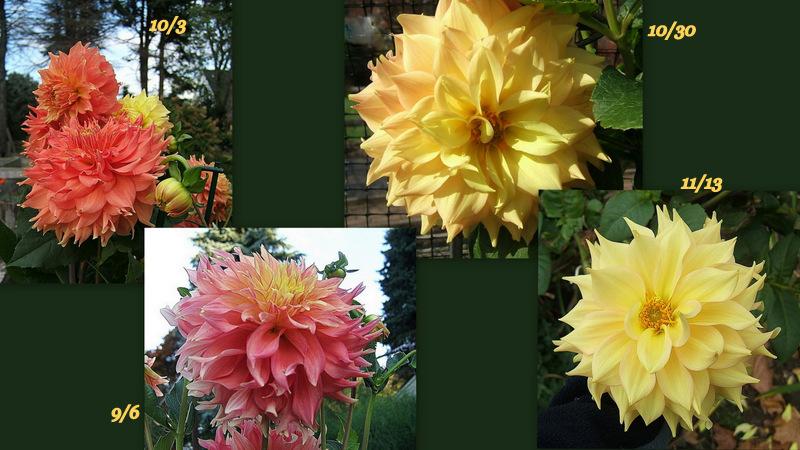 Photo of Dahlia 'Blown Dry' uploaded by pirl