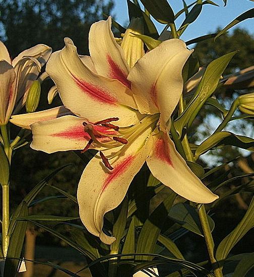 Photo of Lily (Lilium 'Nymph') uploaded by pirl