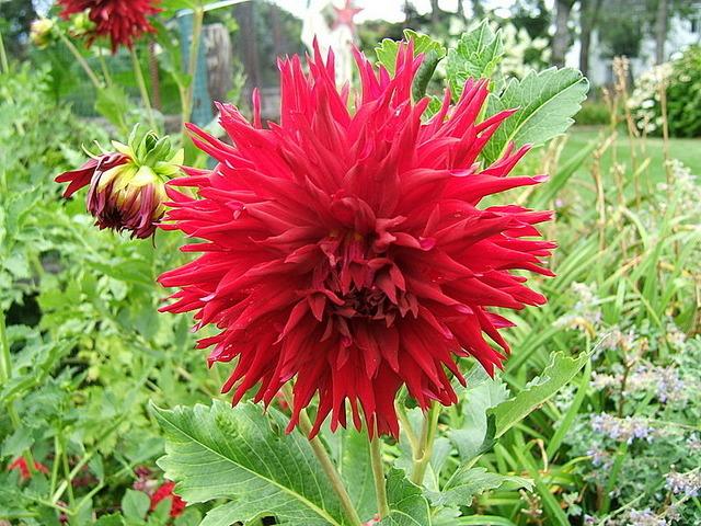 Photo of Dahlia 'Hollyhill Jester' uploaded by pirl
