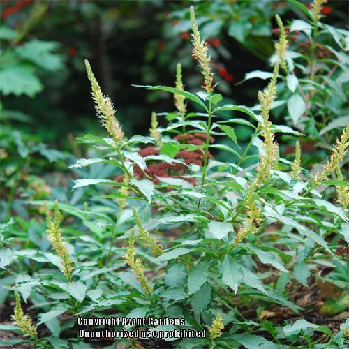 Photo of Japanese Shrub Mint (Comanthosphace japonica 'Silver Angel') uploaded by vic