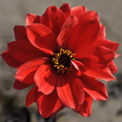 Location: The Garden at Sanabria
Date: July 
Beautiful very popular dark foliage dahlia, very highly recommend