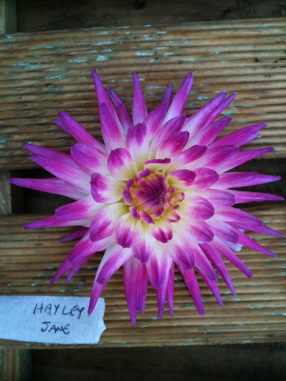 Photo of Dahlia 'Hayley Jane' uploaded by Cantillon