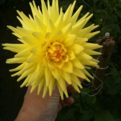 Location: Martin Lawlor grower, 
Date: 2010-08-31
Small semi-cactus,very bright yellow, sport of cherwell goldcrest