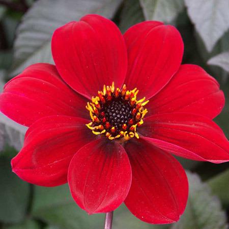 Photo of Dahlia 'Bishop of Auckland' uploaded by Cantillon